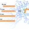 MCH protein with Truncated Peptides