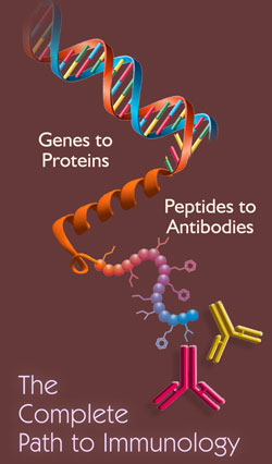 Genes  to proteins, peptides to  antibodies, the complete path to immunology